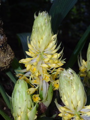 Calanthe formosana