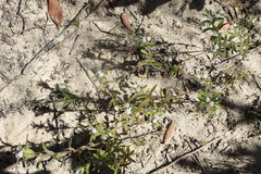 Zaluzianskya gracilis