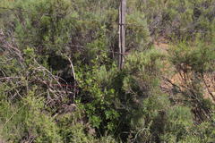 Searsia divaricata
