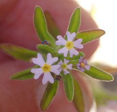 Zaluzianskya gracilis