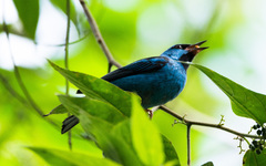 Dacnis cayana