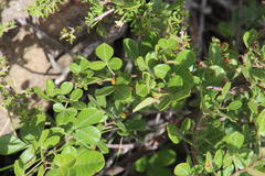 Searsia divaricata