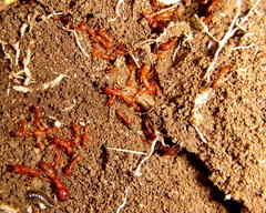 Dorylus helvolus