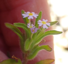 Zaluzianskya gracilis
