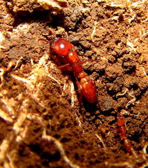 Dorylus helvolus