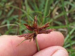 Cyperus usitatus