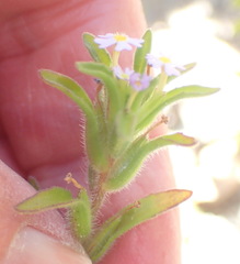 Zaluzianskya gracilis
