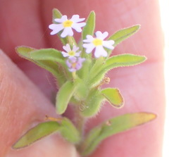 Zaluzianskya gracilis