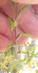 Zaluzianskya gracilis
