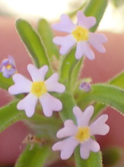 Zaluzianskya gracilis