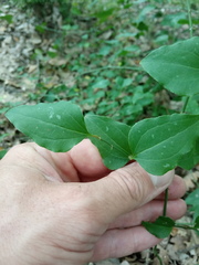Smilax excelsa