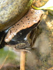 Clinotarsus curtipes