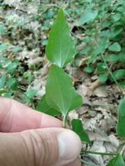 Smilax excelsa