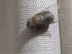 Syrphidae