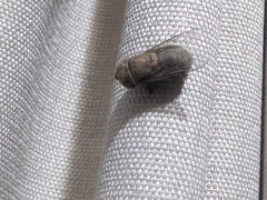 Syrphidae