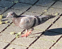 Columba livia