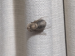 Syrphidae