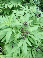 Sambucus ebulus