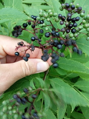 Sambucus ebulus
