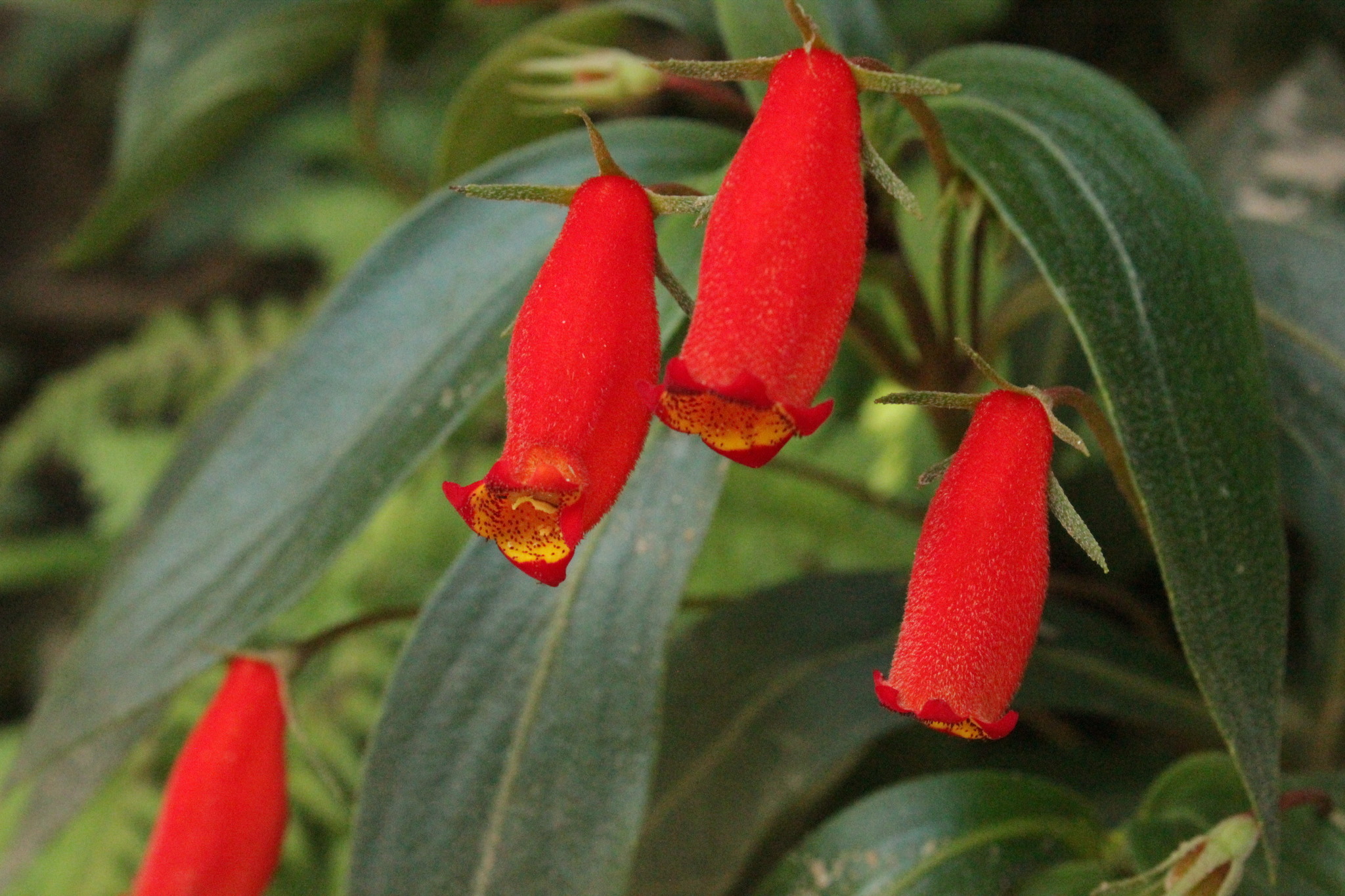 Seemannia sylvatica