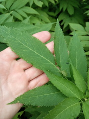Sambucus ebulus