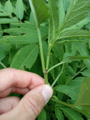 Sambucus ebulus
