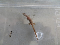 Sphaerodactylus molei