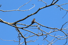 Bradornis fuliginosus