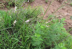 Melica decumbens
