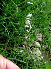 Melica decumbens