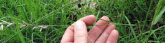 Melica decumbens