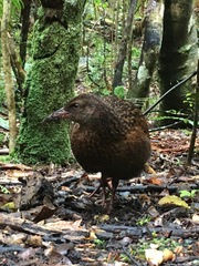 Gallirallus australis scotti