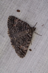 Dichromodes semicanescens