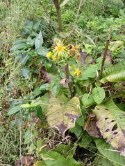 Inula helenium