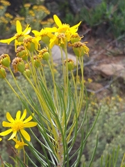 Euryops rehmannii