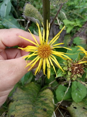 Inula helenium