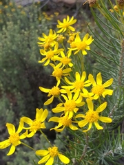 Euryops rehmannii