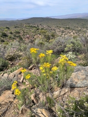 Euryops rehmannii