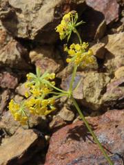 Bupleurum mundii