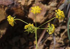Bupleurum mundii