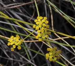 Bupleurum mundii