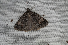 Dichromodes semicanescens