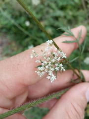 Daucus carota