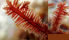 Gelidium bipectinatum