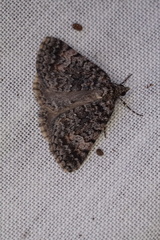 Dichromodes semicanescens