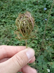 Daucus carota