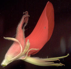 Erythrina latissima