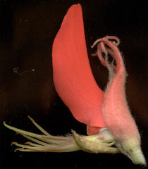 Erythrina latissima