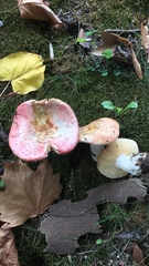 Russula