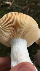 Russula